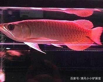 龙鱼可以多少天不进食（成年龙鱼拒食常见原因及解决龙鱼食物搭配指南）