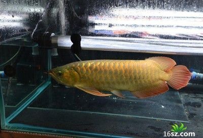 龙鱼可以多少天不进食（成年龙鱼拒食常见原因及解决龙鱼食物搭配指南）