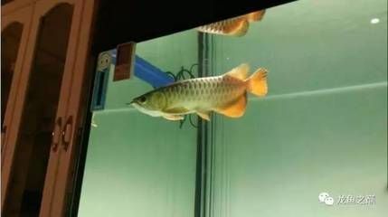 龙鱼可以多少天不进食（成年龙鱼拒食常见原因及解决龙鱼食物搭配指南）
