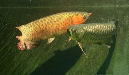 龙鱼可以多少天不进食（成年龙鱼拒食常见原因及解决龙鱼食物搭配指南）