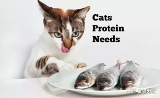 “猫咪营养鱼选指南,这些鱼最健康!”