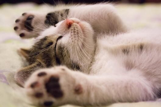 猫吃多春鱼冻干好吗第1张