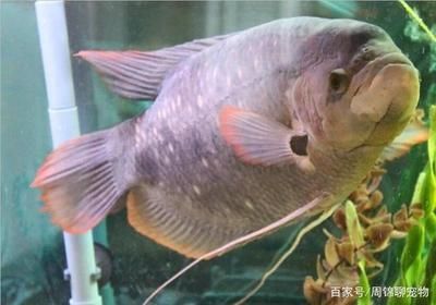 鱼苗饲料营养搭配指南（鱼苗的饲料营养搭配指南）