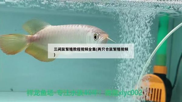 三间鼠鱼繁殖饲料搭配指南：三间鼠鱼繁殖成功案例分享 其他宠物 第3张