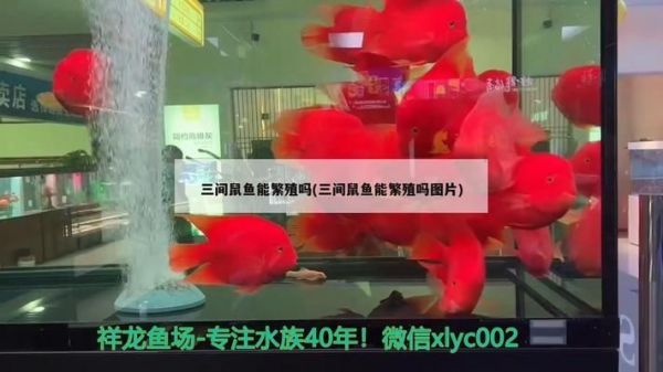 三间鼠鱼繁殖饲料搭配指南：三间鼠鱼繁殖成功案例分享 其他宠物 第2张