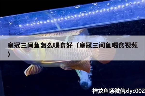 三间鱼繁殖期饲料选择指南（三间鱼繁殖期饲料搭配比例,三间鱼繁殖期饲料量控制方法）