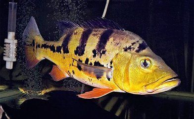 申古三间鱼最佳饲养环境指南（如何挑选健康的三间鱼,三间鱼混养搭配建议）