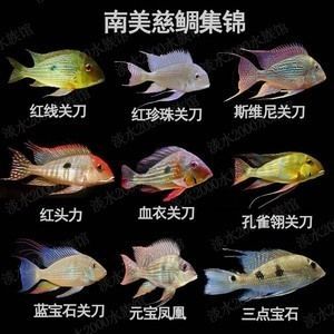 艳宝粮与其他鱼粮的比较（元宝凤凰鱼的日常护理，艳宝粮用户评价汇总）