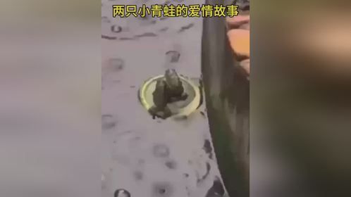 两只小青蛙的爱情故事