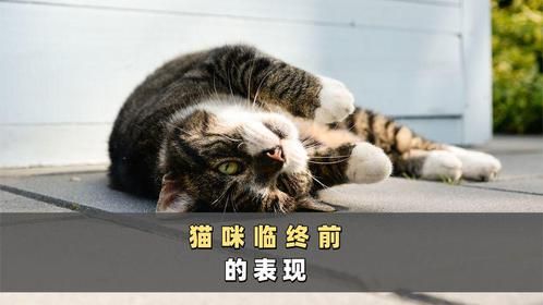猫咪出现这4种表现，说明就快离开你了