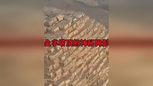 神秘狗群朝拜金字塔，他们究竟在呼唤谁？