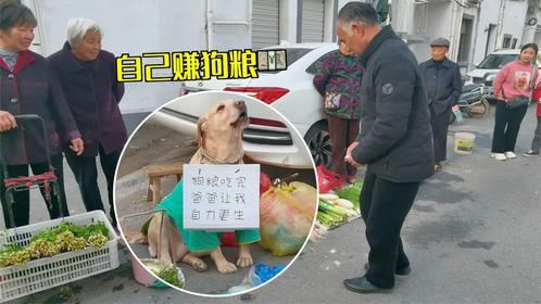 狗粮吃完，爸爸让我自力更生，自己赚狗粮