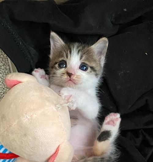 猫咪腹部大能吃能喝的真相（揭秘宠物猫咪饮食习惯的奥秘）