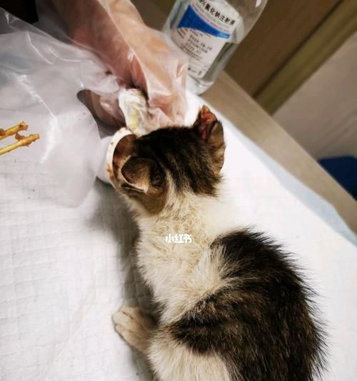 猫咪腹部大能吃能喝的真相（揭秘宠物猫咪饮食习惯的奥秘）