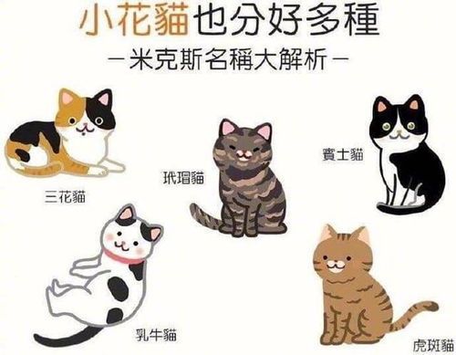 宠物控必看!干货满满宠物知识集!