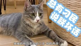 “养宠小白必看!100条宠物小知识,轻松养出健康萌宠!”
