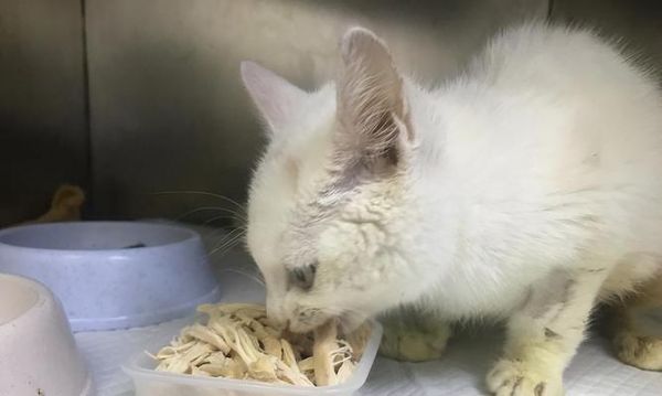 小猫的饮食之道（探秘小猫爱吃的食物及养成健康饮食习惯）