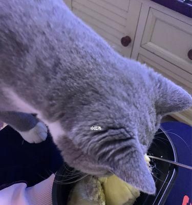 小猫的饮食之道（探秘小猫爱吃的食物及养成健康饮食习惯）