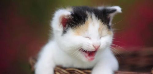 宠物,猫咪直播福利门