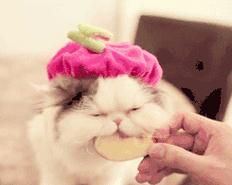 猫咪能否食用白菜（探讨宠物饮食健康的关键因素）