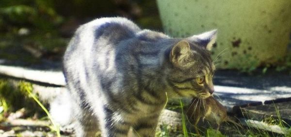 小猫饮食全攻略（从零开始）