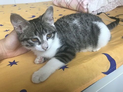 上海领养猫咪攻略：宠物领养一网打尽