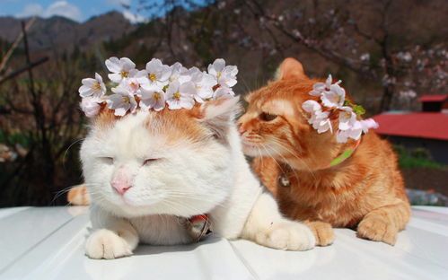 宠物知识竞赛:猫咪品种大揭秘!