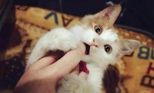 宠物知识竞赛:猫咪品种大揭秘!