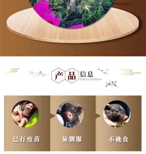 纯种巴马香猪活体幼崽 大型家养成年种猪 迷你宠物猪多少钱 