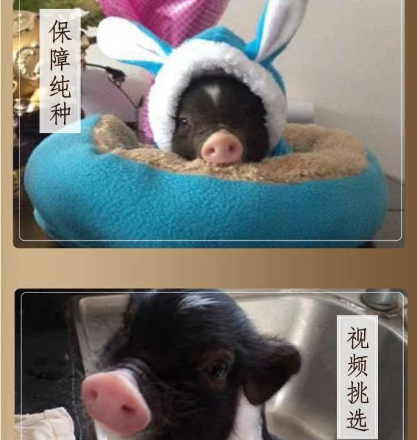 纯种巴马香猪活体幼崽 大型家养成年种猪 迷你宠物猪多少钱 