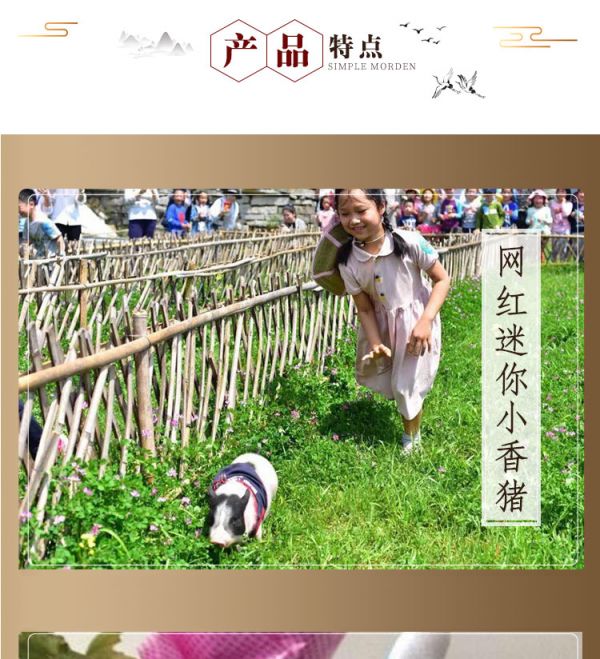 纯种巴马香猪活体幼崽 大型家养成年种猪 迷你宠物猪多少钱 