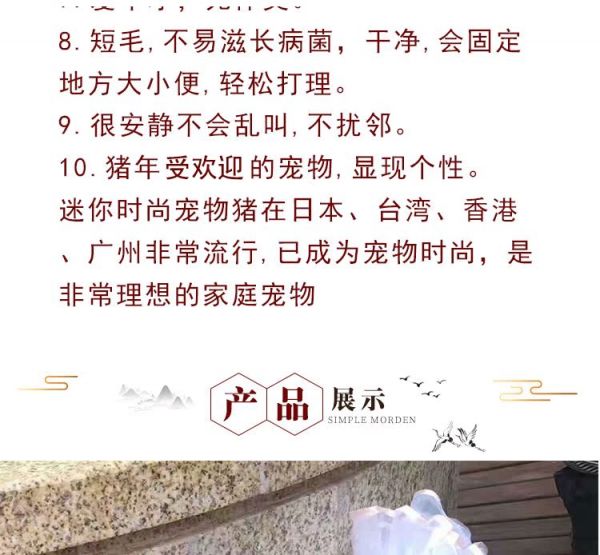 纯种巴马香猪活体幼崽 大型家养成年种猪 迷你宠物猪多少钱 