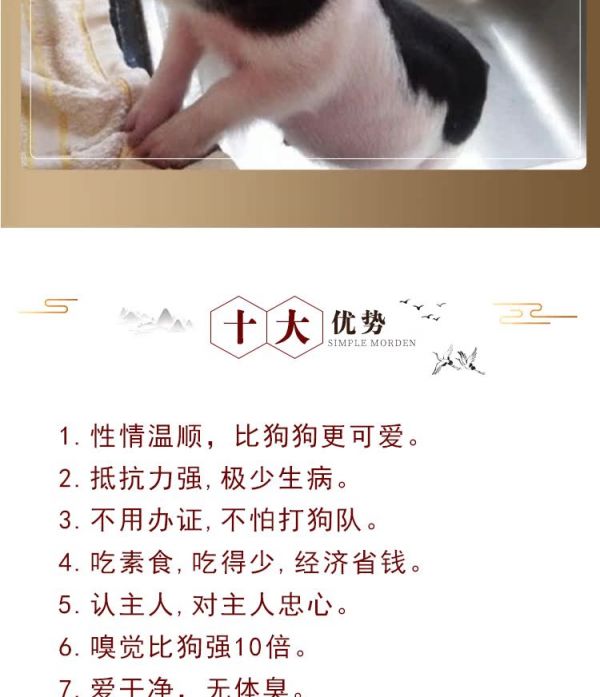 纯种巴马香猪活体幼崽 大型家养成年种猪 迷你宠物猪多少钱 