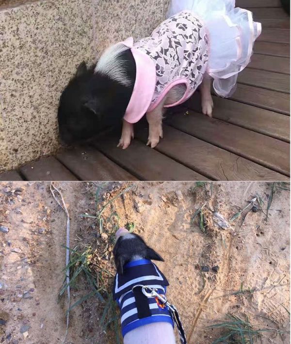 纯种巴马香猪活体幼崽 大型家养成年种猪 迷你宠物猪多少钱 