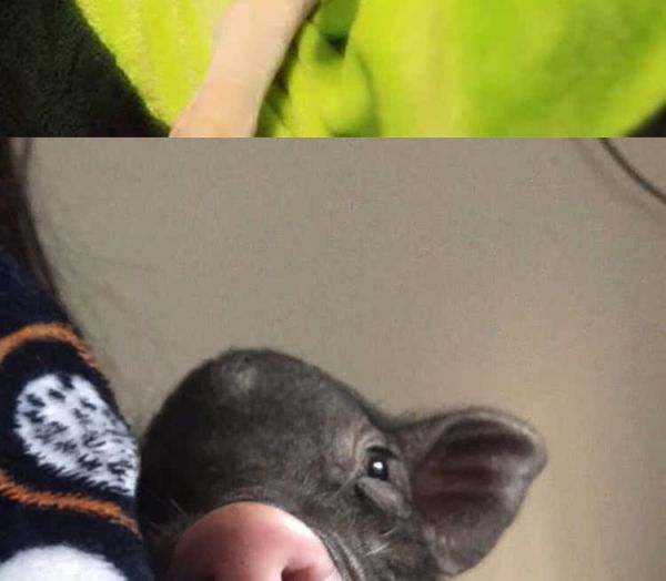 纯种巴马香猪活体幼崽 大型家养成年种猪 迷你宠物猪多少钱 