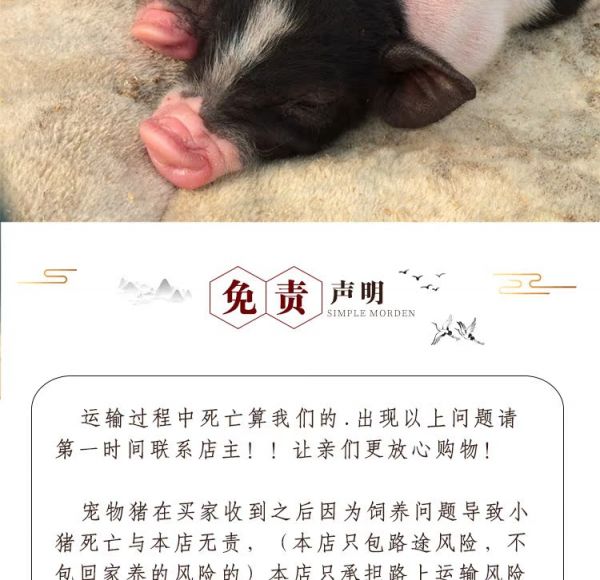 纯种巴马香猪活体幼崽 大型家养成年种猪 迷你宠物猪多少钱 