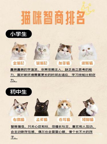 猫咪智商排名，快来看看你家主子聪明不[笑哭]
