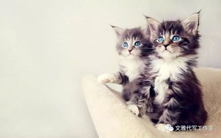 “猫咪抓鱼，宠物生活乐趣无限！”