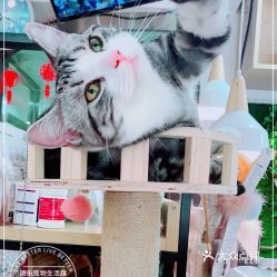 “猫咪抓鱼，宠物生活乐趣无限！”
