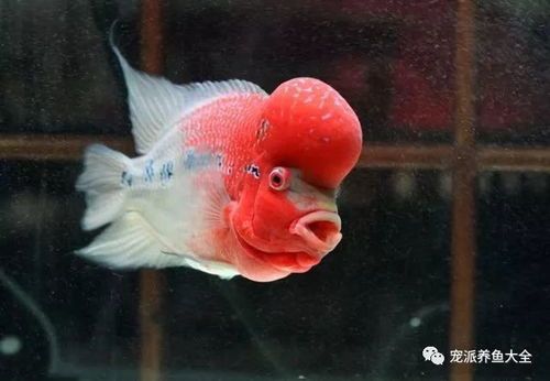 罗汉鱼：如何培育成为热门宠物？