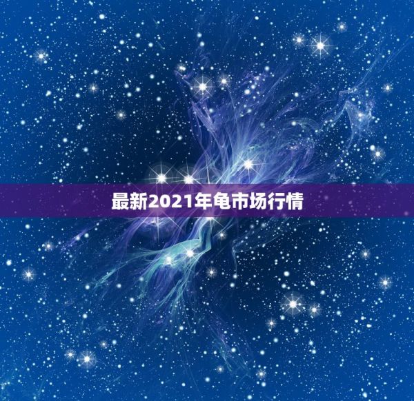 最新2021年龟市场行情，深山野生的大头龟市场价格 第1张
