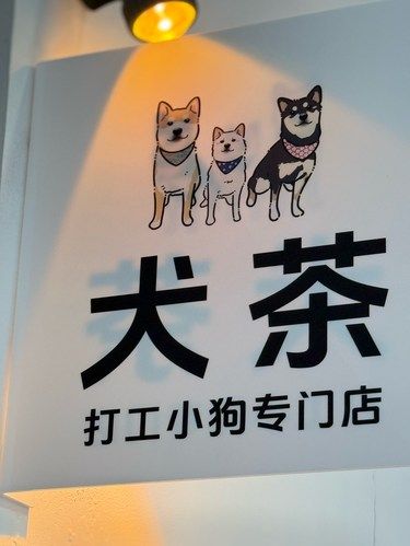 神马？！这两只狗狗上过电视
