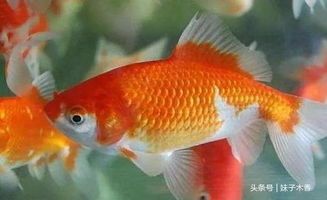 宠物界鉴定观赏鱼价格