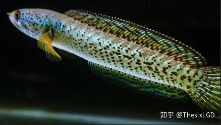 “探秘冷门观赏鱼，宠物圈新宠来袭！”