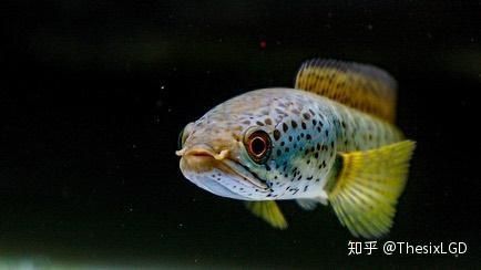 “探秘冷门观赏鱼，宠物圈新宠来袭！”