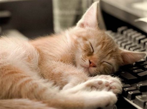 猫咪肠胃敏感，主人需要注意这些方面