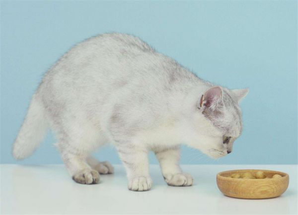 猫咪肠胃敏感，主人需要注意这些方面