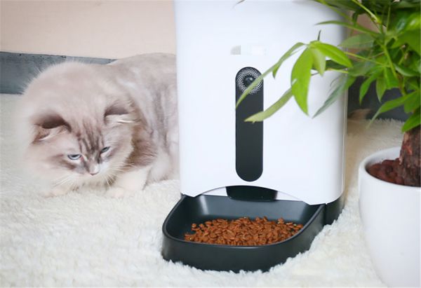 猫咪肠胃敏感，主人需要注意这些方面