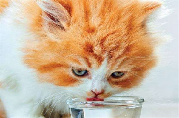 猫咪肠胃敏感，主人需要注意这些方面