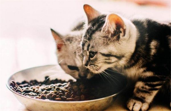 猫咪肠胃敏感，主人需要注意这些方面